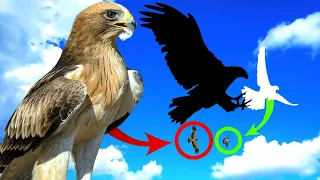 Воздушный Бой Орла Карлика и Голубей 🦅⚡🕊  Dogfight of Рygmy Еagle and pigeons 🦅⚡🕊