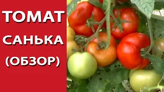 Томат Санька (обзор)