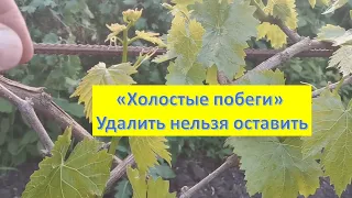 Холостые побеги на винограде. Что с ними делать!?