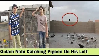 Gulam Nabi Ki Chaht K Gola Kabootar - Pigeons Loft in Karachi