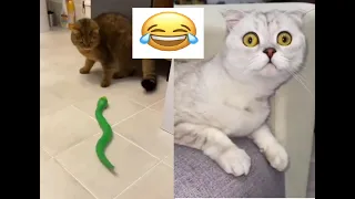 Funny Cats TikTok that will Brighten Up Your Day 💝