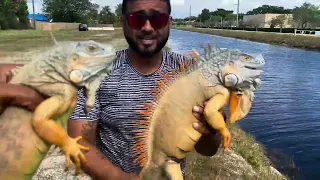 Tree Chicken Canal Clean Up!! Iguanas iguanas and More Iguanas!