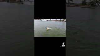 Epic Barramundi Jumping Fishing Thailand 🇹🇭 #fishingtiktoks #fishing #barramundi #bkkfishingtour #b