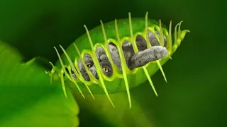 10 Deadly Plants That Eat Animals