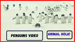 🐧Funny Penguin Video | Funny Penguin | Animal Holic | Penguin Video #Shorts #Permissiontodance #beta