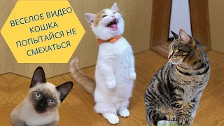 коты смешные видео смешные котики лучшие видео смешных котиков {котенок}
