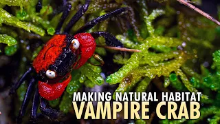 How to Build Vampire Crab Paludarium for Geosesarma hagen & dennerle