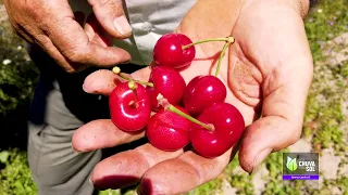 Produção de Cerejas em Portugal