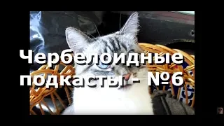 Чербелоидный подкаст #6 - Когда зависть исцеляет