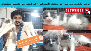 Persian Cats Price Update 2023 | Tollinton Market Lahore Price Update | @bkpetslover