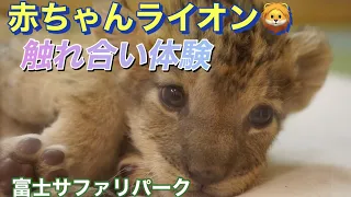 赤ちゃんライオンふれあい体験〜富士サファリパーク