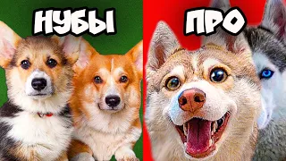 НУБЫ КОРГИ VS ПРО ХАСКИ!! (Хаски Бублик) Говорящая собака Mister Booble