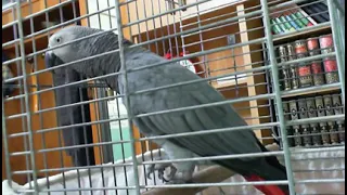 le perroquet, gray parrot le plus intelligent