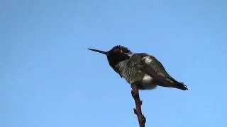 Anna's Hummingbird Courtship Singing