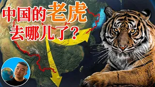 中国的老虎都去哪儿了？百兽之王的最终归宿！【地图奇遇记】