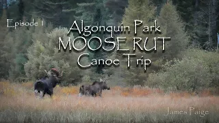 Algonquin Canoe Trip - Moose Rut