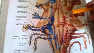 107. Rhomboid fossa, nuclei of cranial nerves