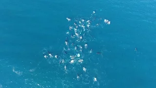 Pod of over 60 Humpback Whales in Cape Town, South Africa | 4K Drone Video