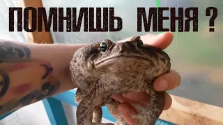 Место жабы - в теплице! Ужа - на навозной куче)))