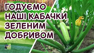 Як збільшити період плодовитості кабачків | Агро-Рокся
