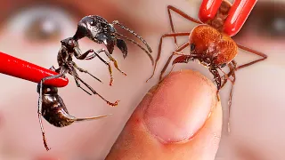 BITTEN and STUNG! by Giant Ants!