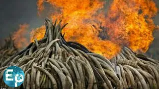 The Dangerous Fight Against Elephant Poaching। Full documentary