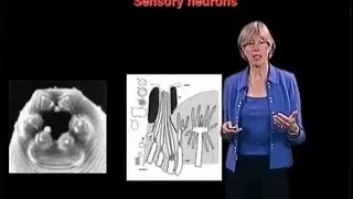 Cynthia Kenyon (UCSF) Part 2: :The Regulation of Aging by Signals from the Reproductive System