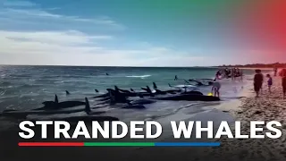 Over a hundred whales stranded on Australia's west coast | ABS CBN News