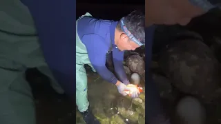 catching fishing by hand at night time ,  greatest Fishing video