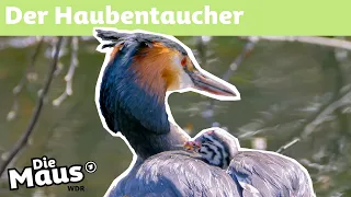 Wie lernt ein Haubentaucher tauchen? | DieMaus | WDR