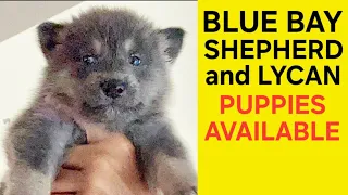 Blue Bay Shepherd & Lycan Shepherd Puppies Available - CHEAP!!