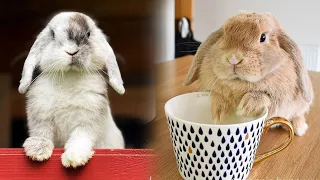 Funniest and Cutest Animals Compilation - Cutest Baby Bunnies - Funny Bunny Rabbit Videos