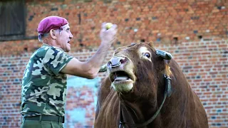 Bull hunting. An incredible escape and chasing | Bull Whisperer Romek