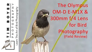 Field Review Olympus OM-D E- M1X and 300mm f/4 Pro Lens For Bird PHotographers