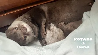 Super Adorable Otters Cuddle When They Sleep Only