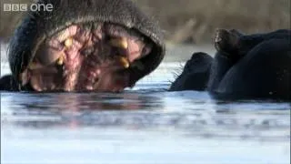 Hippo Fight- Nature's Great Events- The Great Salmon Run