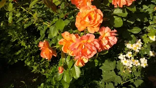 Роза Вестерленд. Второе цветение роз в августе. Шрабы.