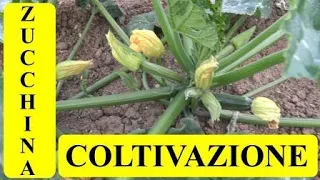 LA COLTIVAZIONE DELLA ZUCCHINA. Orticoltura sostenibile (44)