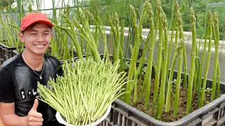 This Is How I Grow Asparagus On The Terrace For More Sprouts, Fast Harvest