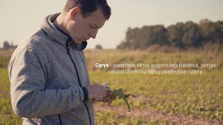 LINAS AGRO (©2017) žieminių rapsų priežiūra rudenį