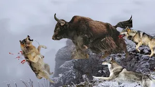 Amazing Muskox  Attacks Snow Wolves To Escape - Muskox vs Wolf