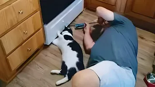 It's right my favorite toy there, papa ! Funny and Cute Cats and Owner Moments