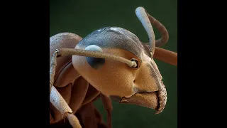 النمل، أسراره وخباياه بين العلم والدين