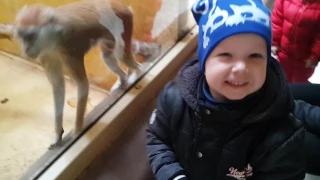 Танец обезьяны в зоопарке 12 месяцев :)