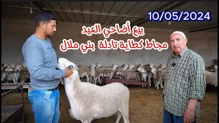 بيع أضاحي العيد الاضحى من ضيعة بدري مجاط كطاية قصبة تادلة بني ملال 10/05/2024