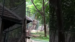 White tiger Big Jump to eat his prey Chicken in Thailand