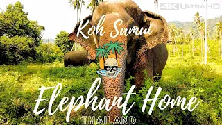 One Day in a Elephant Home in Koh Samui Thailand 4K #9