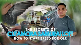 THE SECRETS OF CUTAMORA LOFT IN HOW TO START BREED FOR OLR