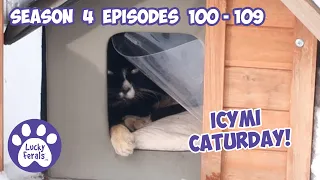 ICYMI Caturday! * Lucky Ferals S4 Episodes 100 - 109 * Cat Family Vlog