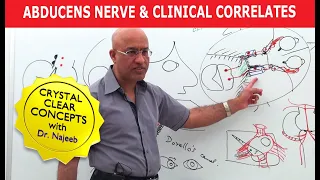 Abducens Nerve and Clinical Correlates